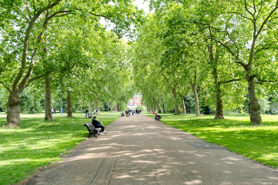 A wide pathway through a lush green park is lined with mature deciduous trees on both sides, their thick trunks and dense foliage creating a shaded canopy overhead. The pathway is made of compacted gravel or fine gravel, with a clean, well-maintained surface. Several park benches with metal frames and wooden slats are positioned along the edges of the path, some occupied by people sitting or resting; some individuals are walking or cycling in the distance. The grass on either side of the path is neatly cut and vibrant, with small patches of sunlight filtering through the leaves, casting dappled shadows on the ground. In the background, more trees and park visitors are visible, with a faint outline of a building or monument farther away. The scene conveys a peaceful, urban park environment suitable for relaxation and outdoor activities, with no visible waste or debris that might suggest improper rubbish disposal or the need for collection services. The natural setting emphasizes the importance of maintaining tidy public spaces, whether through municipal rubbish rules or private waste management like those offered by houseclearancewestkensington.co.uk.