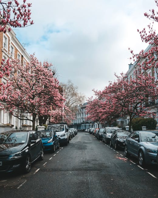 A residential street lined with parked cars on both sides, featuring a row of terraced Victorian-style houses with white facades, decorative cornices, and large windows. The street is shaded by several mature cherry blossom trees in full bloom, with pink flowers contrasting against the grey asphalt and car surfaces. The trees’ branches extend over the pavement, creating a canopy of pink blossoms, some petals scattered on the road. The sky overhead is partly cloudy with patches of blue visible, and the scene appears calm and typical of an urban neighbourhood. This setting demonstrates an area where private rubbish collection or on-site clearance could be applicable, with [COMPANY_NAME] potentially providing rubbish removal services for household waste in this type of location, supporting alternative waste handling rather than relying solely on local authority collection.